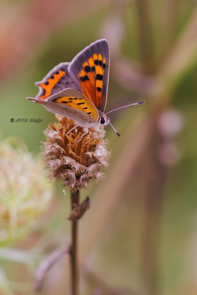 BR8A4623-Kleine-Vuurvlinder-Lycaena-Phlaeas-Small-Copper-Kleiner-Feuerfalter-Le-Bronze_1