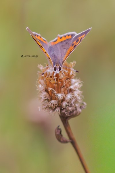 BR8A4625-Kleine-Vuurvlinder-Lycaena-Phlaeas-Small-Copper-Kleiner-Feuerfalter-Le-Bronze_1