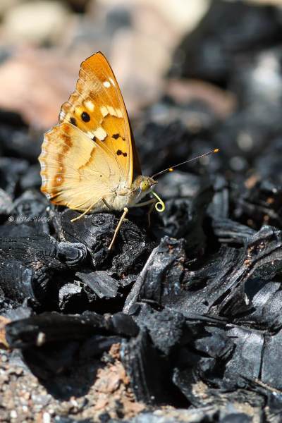 B65A2543-Kleine-Weerschijnvlinder-Apatura-Ilia-Lesser-Purple-Emperor-Kleiner-Schillerfalter-Le-Petit-Mars-changeant_1