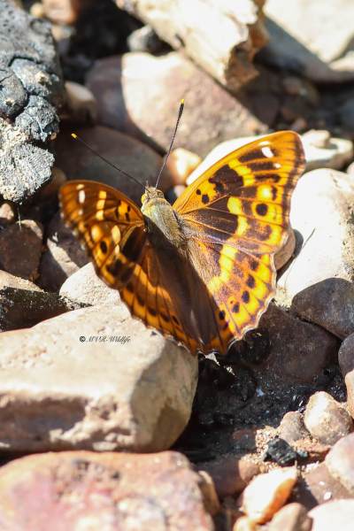 B65A2655-Kleine-Weerschijnvlinder-Apatura-Ilia-Lesser-Purple-Emperor-Kleiner-Schillerfalter-Le-Petit-Mars-changeant_1