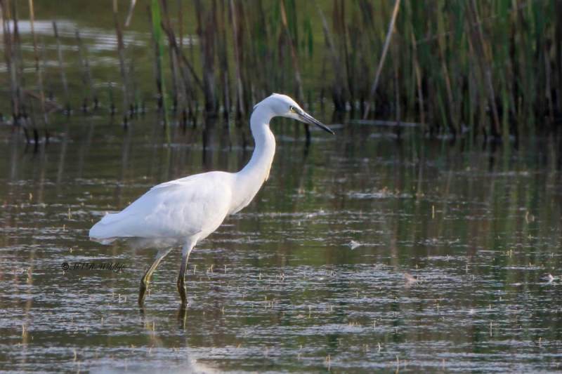 177A3354-Kleine-Zilverreiger-Little-Egret-Seidenreiher-Aigrette-garzette-Garceta-comun_1