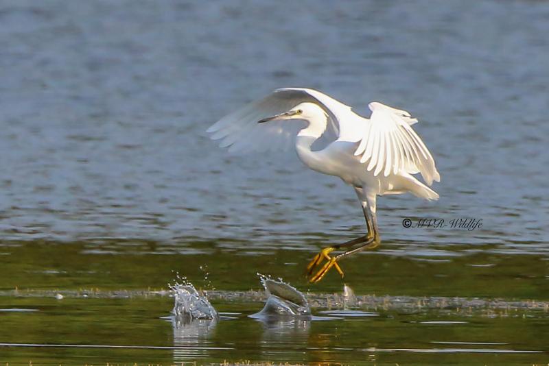 177A3386-Kleine-Zilverreiger-Little-Egret-Seidenreiher-Aigrette-garzette-Garceta-comun_1