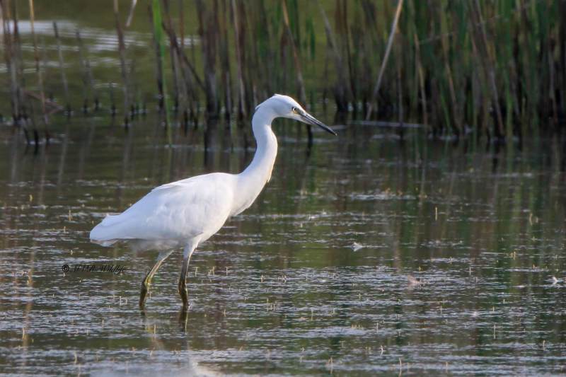 1_177A3354-Kleine-Zilverreiger-Little-Egret-Seidenreiher-Aigrette-garzette-Garceta-comun_1