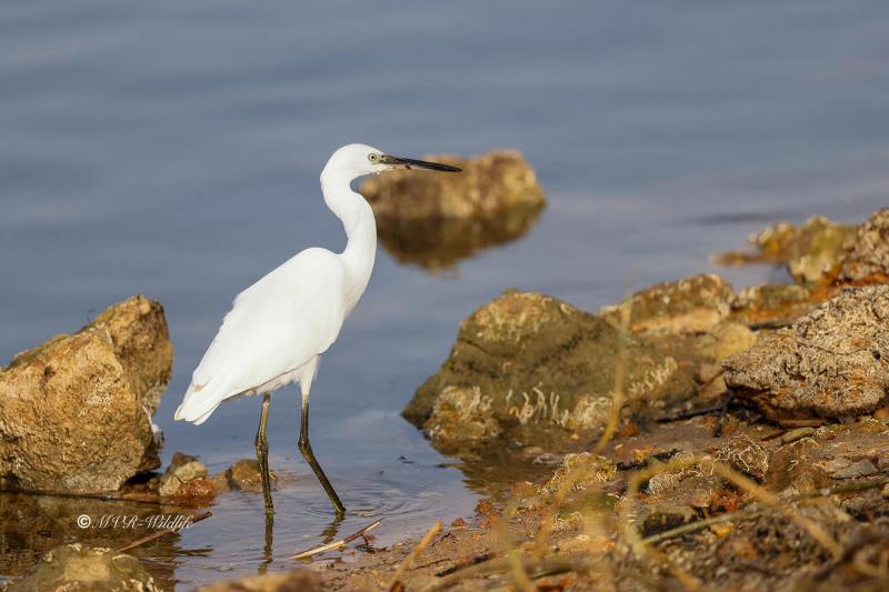 1_BR8A3947-Kleine-Zilverreiger-Little-Egret-Seidenreiher-Aigrette-garzette-Garceta-comun_1