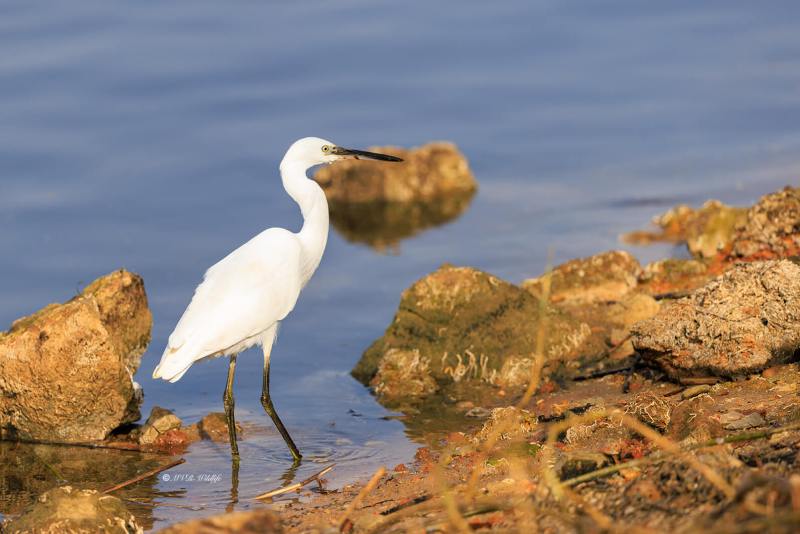 BR8A3947-Kleine-Zilverreiger-Little-Egret-Seidenreiher-Aigrette-garzette-Garceta-comun-2_1