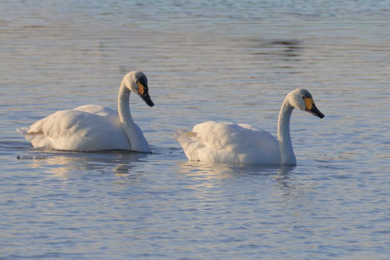 BR8A1996-Kleine-Zwaan-Cygnus-columbianus-Tundra-Swan-Pfeifschwan-Zwergschwan-Cygne-siffleur-Cisne-chico_1