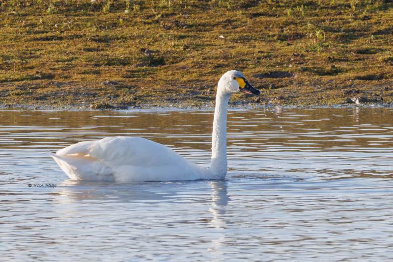 BR8A2021-Kleine-Zwaan-Cygnus-columbianus-Tundra-Swan-Pfeifschwan-Zwergschwan-Cygne-siffleur-Cisne-chico_1