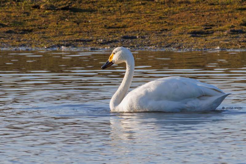 BR8A2048-Kleine-Zwaan-Cygnus-columbianus-Tundra-Swan-Pfeifschwan-Zwergschwan-Cygne-siffleur-Cisne-chico_1
