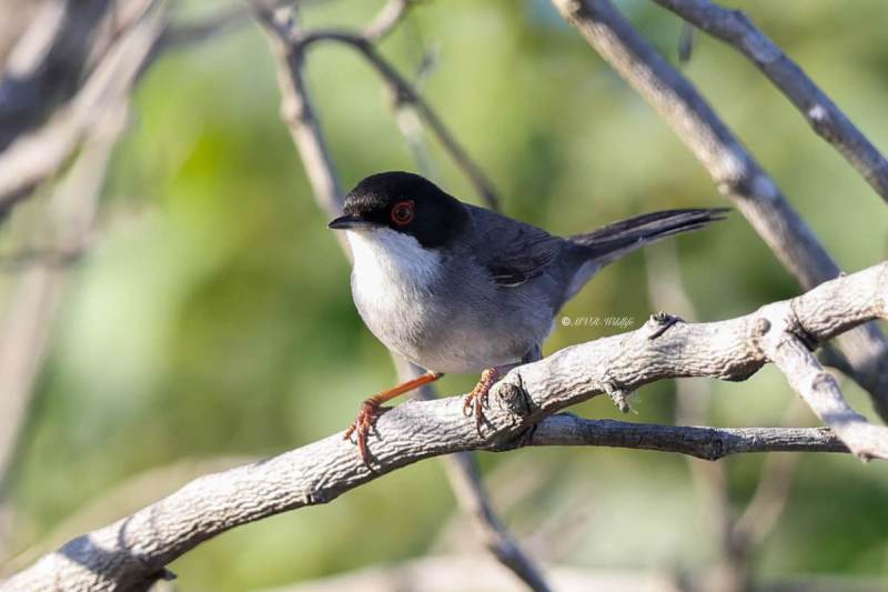 BR8A4166-Kleine-Zwartkop-Sardinian-Warbler-Samtkopf-grasmucke-Fauvette-Melanocephale-Curruca-cabecinegra_1