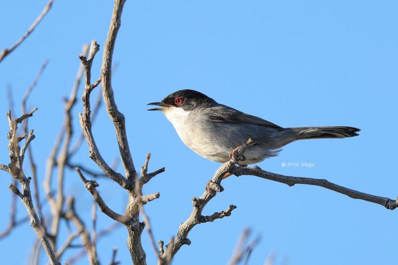 BR8A4180-Kleine-Zwartkop-Sardinian-Warbler-Samtkopf-grasmucke-Fauvette-Melanocephale-Curruca-cabecinegra_1