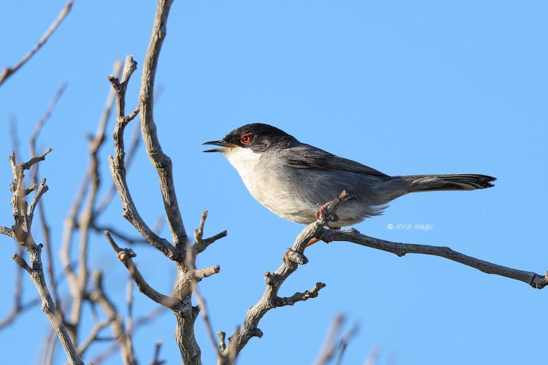 BR8A4180-Kleine-Zwartkop-Sardinian-Warbler-Samtkopf-grasmucke-Fauvette-Melanocephale-Curruca-cabecinegra_1