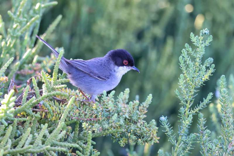 BR8A4205-Kleine-Zwartkop-Sardinian-Warbler-Samtkopf-grasmucke-Fauvette-Melanocephale-Curruca-cabecinegra_1