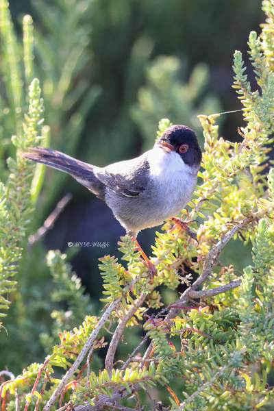 BR8A4209-Kleine-Zwartkop-Sardinian-Warbler-Samtkopf-grasmucke-Fauvette-Melanocephale-Curruca-cabecinegra_1