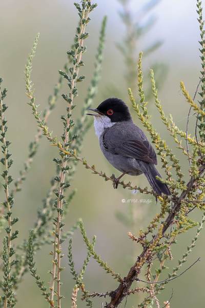 BR8A4403-Kleine-Zwartkop-Sardinian-Warbler-Samtkopf-grasmucke-Fauvette-Melanocephale-Curruca-cabecinegra_1