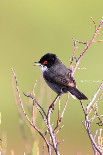 BR8A5335-Kleine-Zwartkop-Sardinian-Warbler-Samtkopf-grasmucke-Fauvette-Melanocephale-Curruca-cabecinegra_1