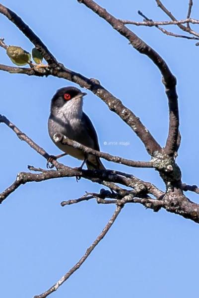 BR8A8735-Kleine-Zwartkop-Sardinian-Warbler-Samtkopf-grasmucke-Fauvette-Melanocephale-Curruca-cabecinegra_1