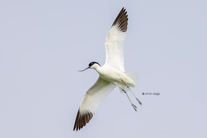 B65A1717-Kluut-Pied-Avocet-Sabelschnabler-Avocette-elegante-Avoceta-comun_1