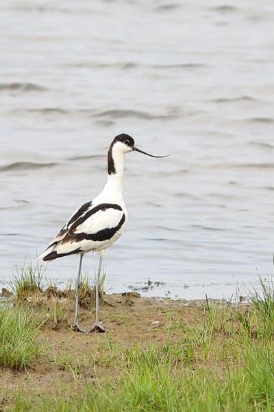 B65A1731-Kluut-Pied-Avocet-Sabelschnabler-Avocette-elegante-Avoceta-comun_1