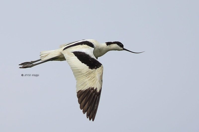 B65A1737-Kluut-Pied-Avocet-Sabelschnabler-Avocette-elegante-Avoceta-comun_1
