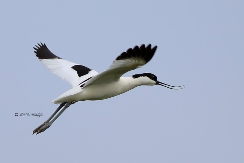 B65A1749-Kluut-Pied-Avocet-Sabelschnabler-Avocette-elegante-Avoceta-comun_1
