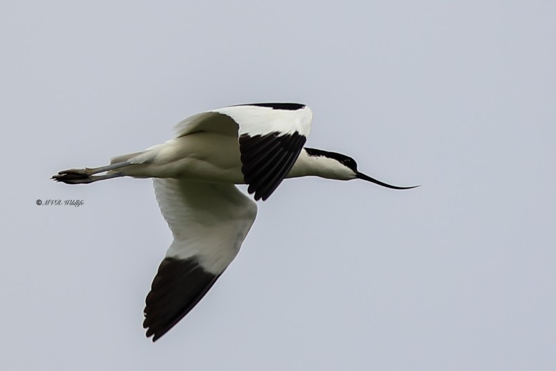 B65A1794-Kluut-Pied-Avocet-Sabelschnabler-Avocette-elegante-Avoceta-comun_1