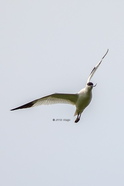 B65A1881-Kluut-Pied-Avocet-Sabelschnabler-Avocette-elegante-Avoceta-comun_1