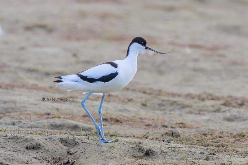 BR8A9422-Kluut-Pied-Avocet-Sabelschnabler-Avocette-elegante-Avoceta-comun_1