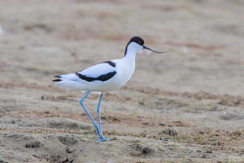 BR8A9422-Kluut-Pied-Avocet-Sabelschnabler-Avocette-elegante-Avoceta-comun_1