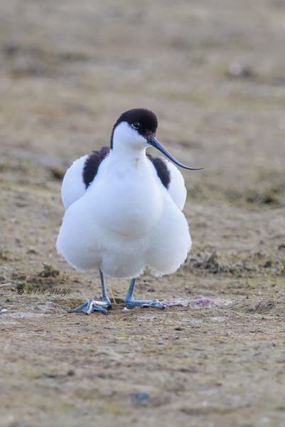 BR8A9434-Kluut-Pied-Avocet-Sabelschnabler-Avocette-elegante-Avoceta-comun_1