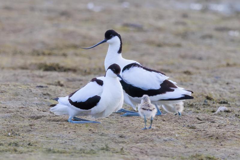 BR8A9463-Kluut-Pied-Avocet-Sabelschnabler-Avocette-elegante-Avoceta-comun_1