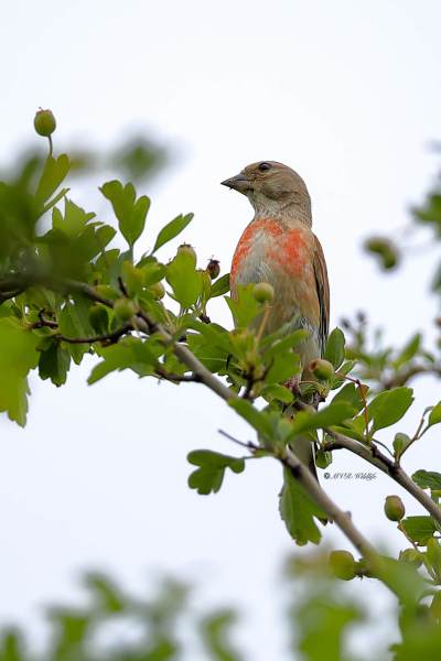 B65A4340-Kneu-Common-Linnet-Hanfling-Linotte-Melodieuse-Pardillo-Comun_1