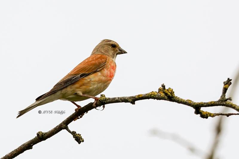 B65A4393-Kneu-Common-Linnet-Hanfling-Linotte-Melodieuse-Pardillo-Comun_1