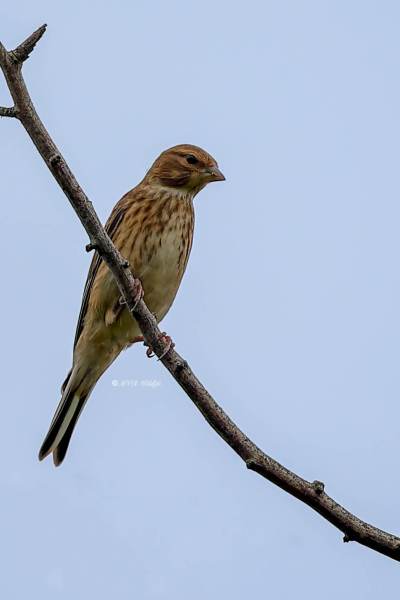 B65A4404-Kneu-Common-Linnet-Hanfling-Linotte-Melodieuse-Pardillo-Comun_1
