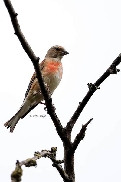 B65A4406-Kneu-Common-Linnet-Hanfling-Linotte-Melodieuse-Pardillo-Comun_1