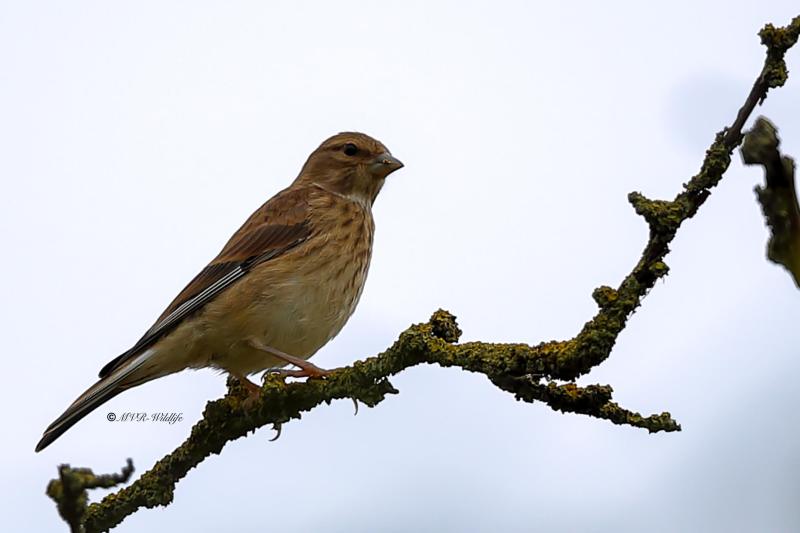 B65A4465-Kneu-Common-Linnet-Hanfling-Linotte-Melodieuse-Pardillo-Comun_1