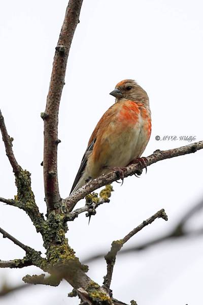 B65A4585-Kneu-Common-Linnet-Hanfling-Linotte-Melodieuse-Pardillo-Comun_1