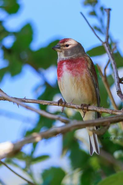 BR8A0085-Kneu-Common-Linnet-Hanfling-Linotte-Melodieuse-Pardillo-Comun_1