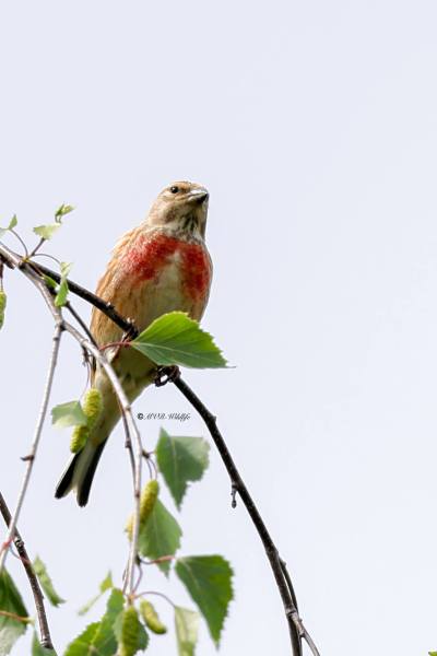 BR8A0423-Kneu-Common-Linnet-Hanfling-Linotte-Melodieuse-Pardillo-Comun_1