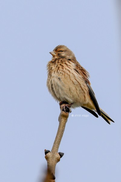 BR8A1042-Kneu-Common-Linnet-Hanfling-Linotte-Melodieuse-Pardillo-Comun_1
