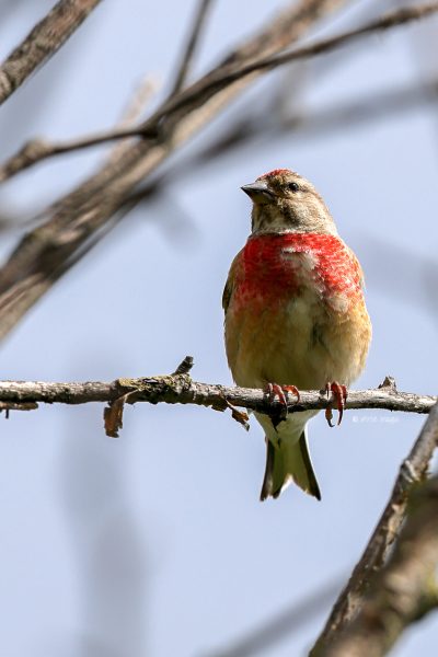 BR8A2052-Kneu-Common-Linnet-Hanfling-Linotte-Melodieuse-Pardillo-Comun_1