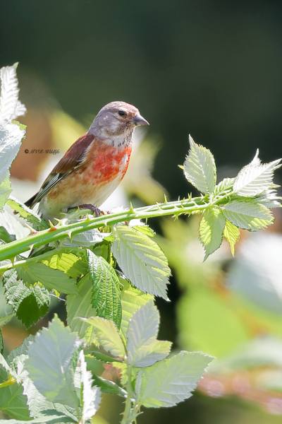 BR8A2699-Kneu-Common-Linnet-Hanfling-Linotte-Melodieuse-Pardillo-Comun_1