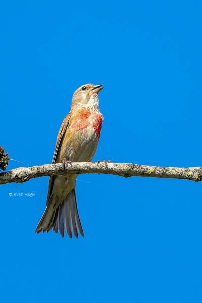 BR8A4867-Kneu-Common-Linnet-Hanfling-Linotte-Melodieuse-Pardillo-Comun_1