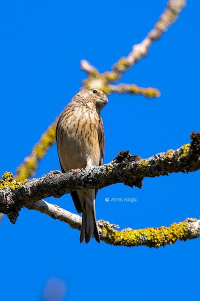 BR8A4907-Kneu-Common-Linnet-Hanfling-Linotte-Melodieuse-Pardillo-Comun_1