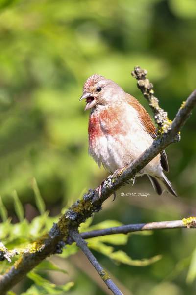 BR8A4954-Kneu-Common-Linnet-Hanfling-Linotte-Melodieuse-Pardillo-Comun_1