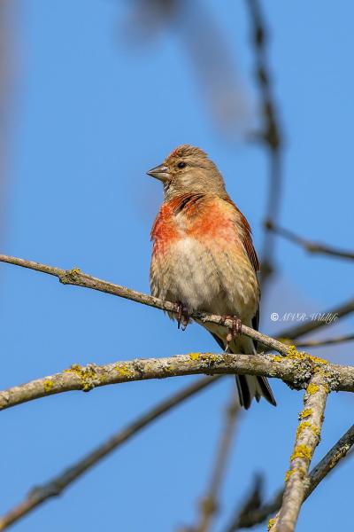 BR8A4981-Kneu-Common-Linnet-Hanfling-Linotte-Melodieuse-Pardillo-Comun_1