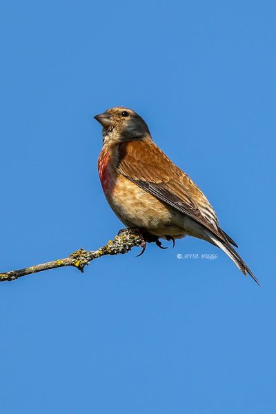 BR8A4988-Kneu-Common-Linnet-Hanfling-Linotte-Melodieuse-Pardillo-Comun_1