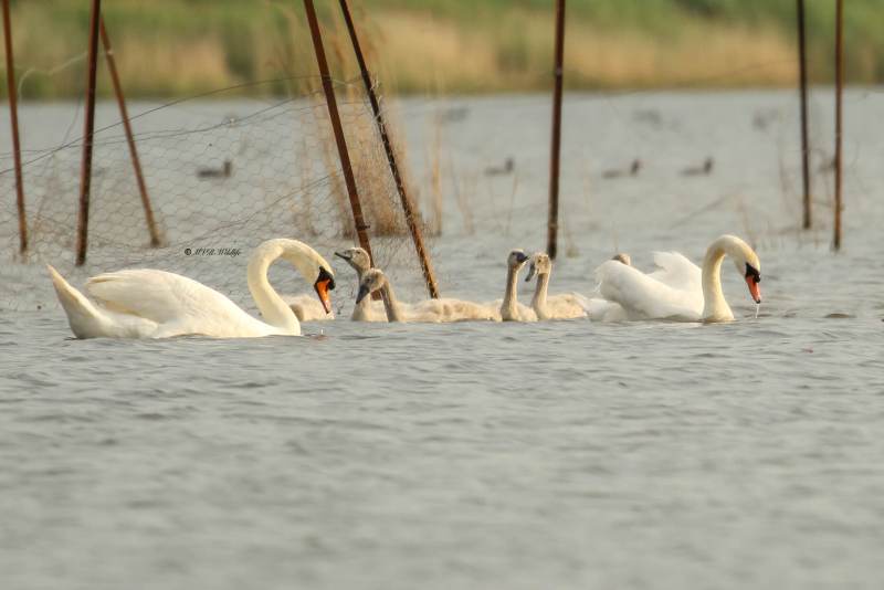 77A2180-Knobbelzwaan-Mute-Swan-Hockerschwan-Cygne-Tubercule-Cisne-vulgar_1