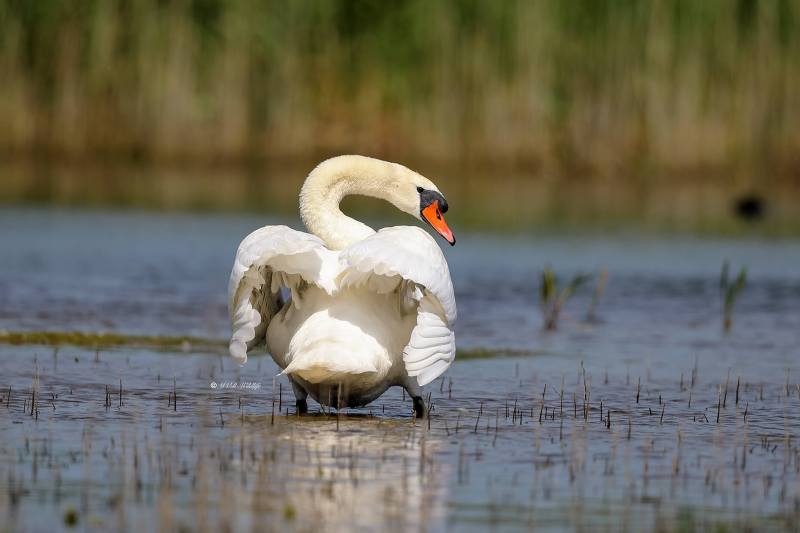 B65A8331-Knobbelzwaan-Mute-Swan-Hockerschwan-Cygne-Tubercule-Cisne-vulgar_1