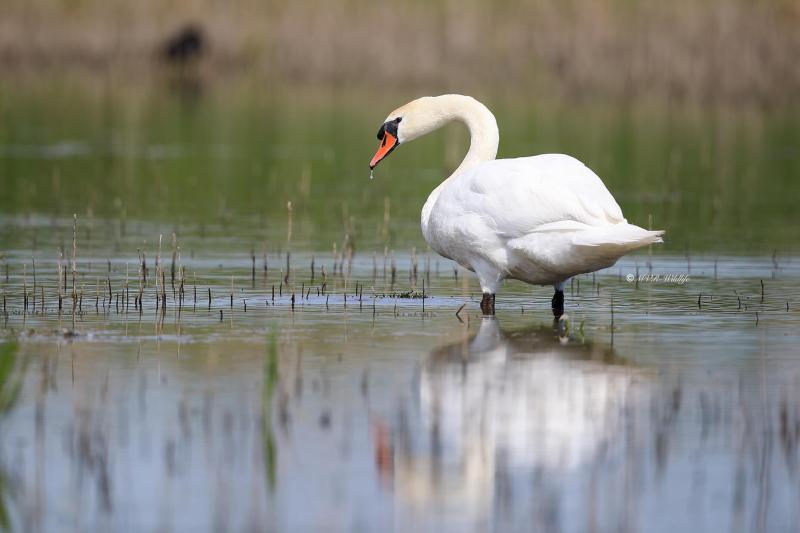 B65A8516-Knobbelzwaan-Mute-Swan-Hockerschwan-Cygne-Tubercule-Cisne-vulgar_1