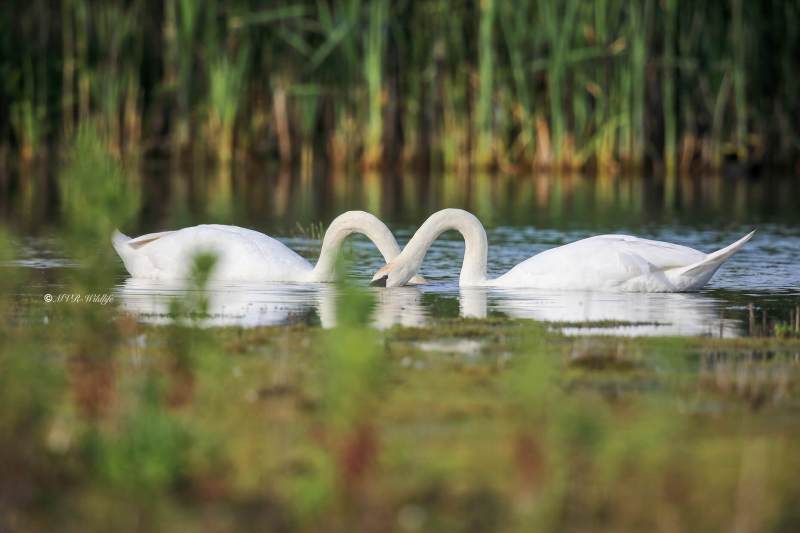B65A8714-Knobbelzwaan-Mute-Swan-Hockerschwan-Cygne-Tubercule-Cisne-vulgar_1